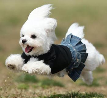 空飛ぶ犬.jpg